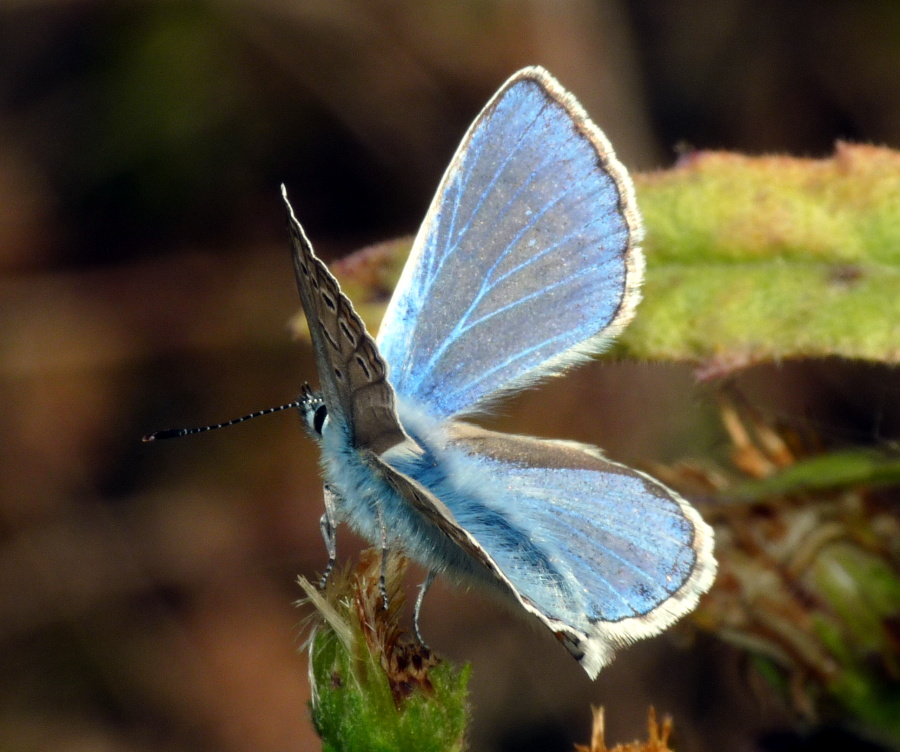 Lycaenidae da determinare - Polyommatus icarus